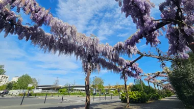 Parc des berges de Bordeaux, pleins de glycines au printemps grand angle.